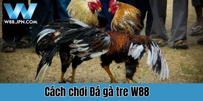Đá Gà Tre W88: Trải Nghiệm Cá Cược Đỉnh Cao Cho Người Chơi 3 Hướng dẫn cách chơi Đá gà tre W88