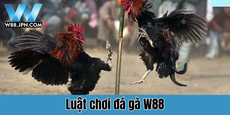 Đá Gà W88