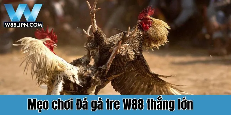 Đá Gà Tre W88: Trải Nghiệm Cá Cược Đỉnh Cao Cho Người Chơi 4 Những mẹo chơi đá gà tre W88 thắng lớn