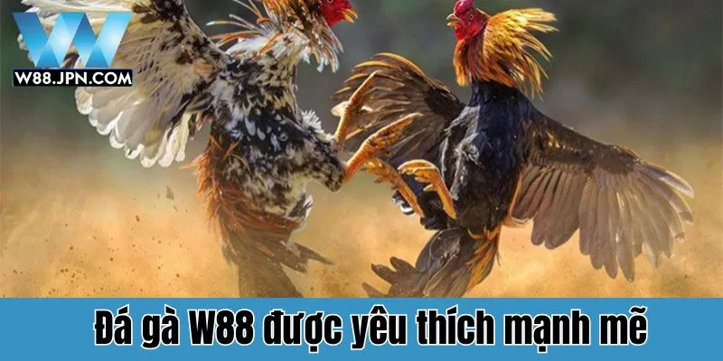 Lý do Đá gà W88 được yêu thích mạnh mẽ?