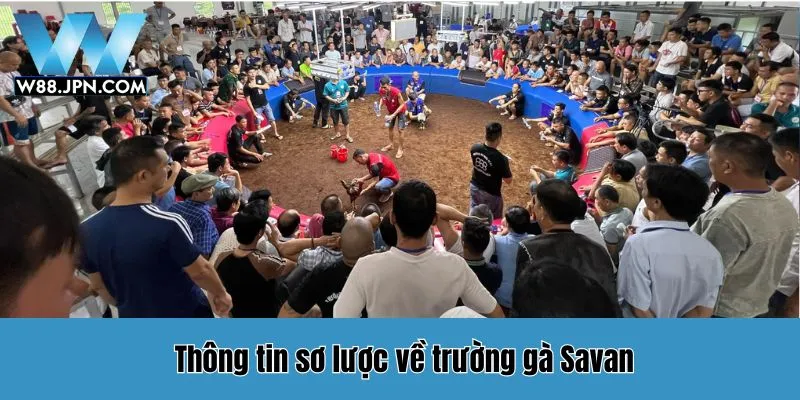 Trường Gà Savan W88