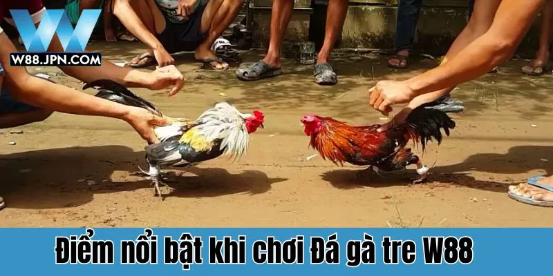 Đá Gà Tre W88: Trải Nghiệm Cá Cược Đỉnh Cao Cho Người Chơi 2 Vì sao nên tham gia chơi Đá gà tre W88?